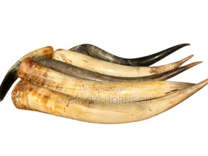 Original Treated Horn