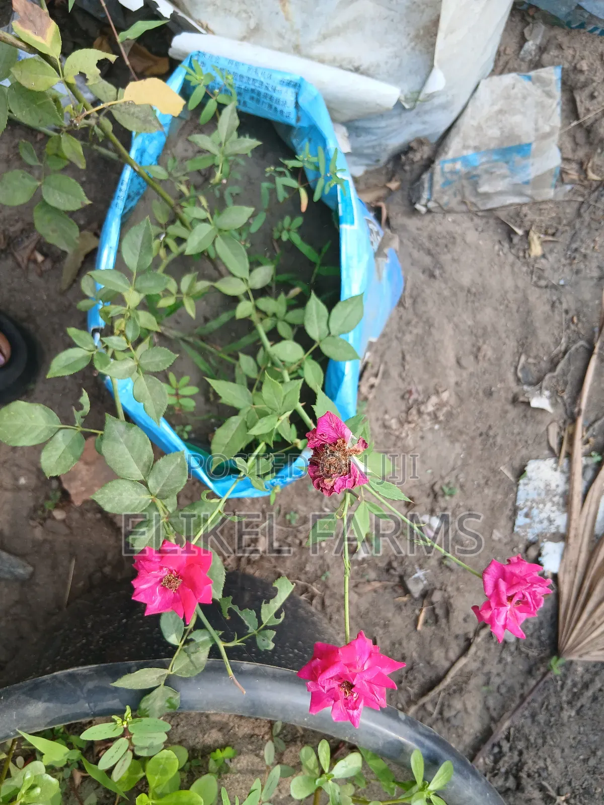 Rose Flower Plant, Jasmin Perfume Plant for Sale