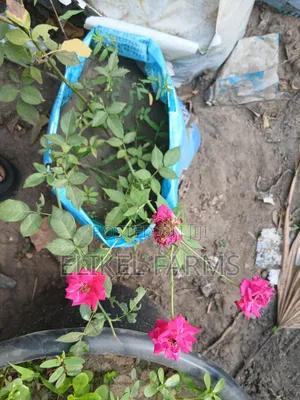 Rose Flower Plant, Jasmin Perfume Plant for Sale