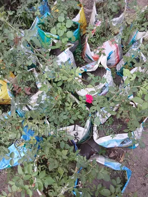 Rose Flower Plant, Jasmin Perfume Plant for Sale