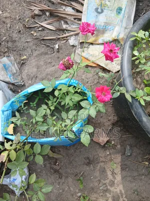 Rose Flower Plant, Jasmin Perfume Plant for Sale