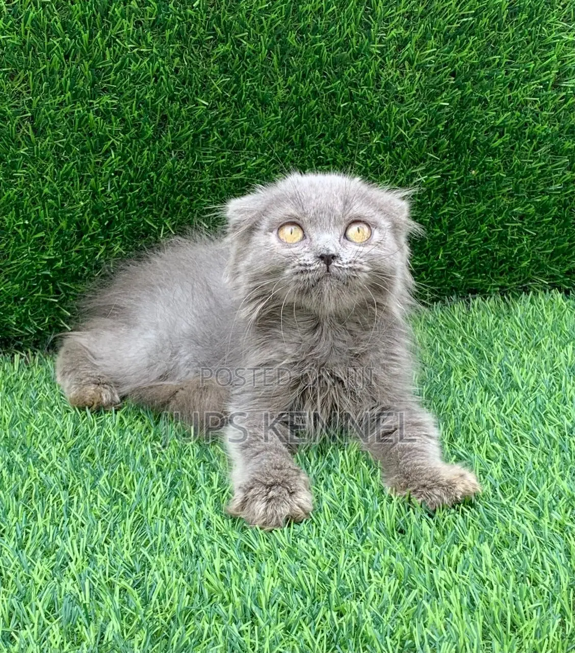1-3 months Female Purebred Scottish Fold