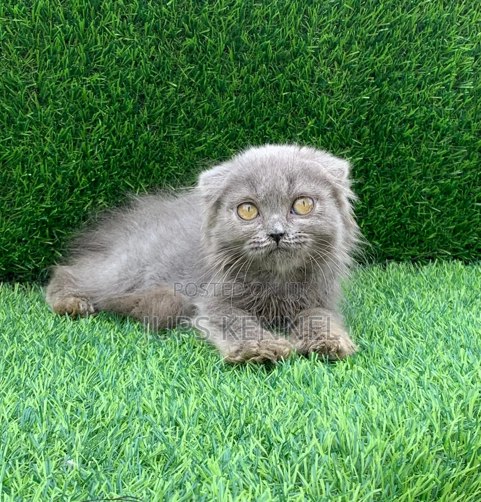 1-3 months Female Purebred Scottish Fold