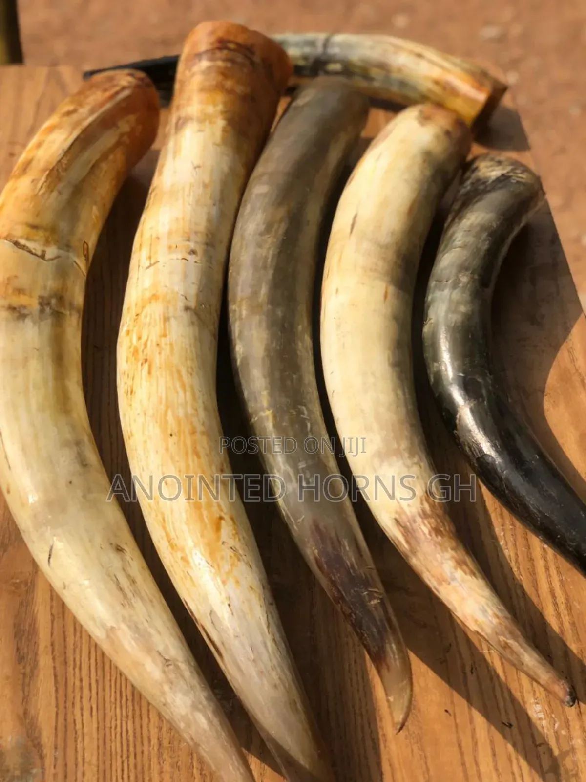 Original Cow And Sheep Horn