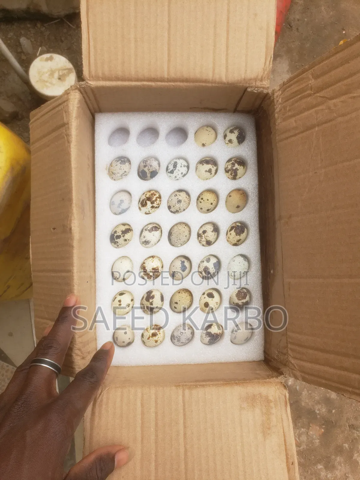 Jumbo Quail Eggs