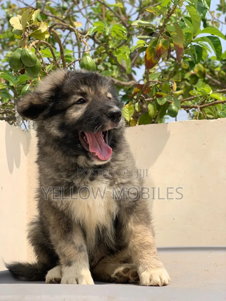1-3 months Male Purebred Caucasian Shepherd