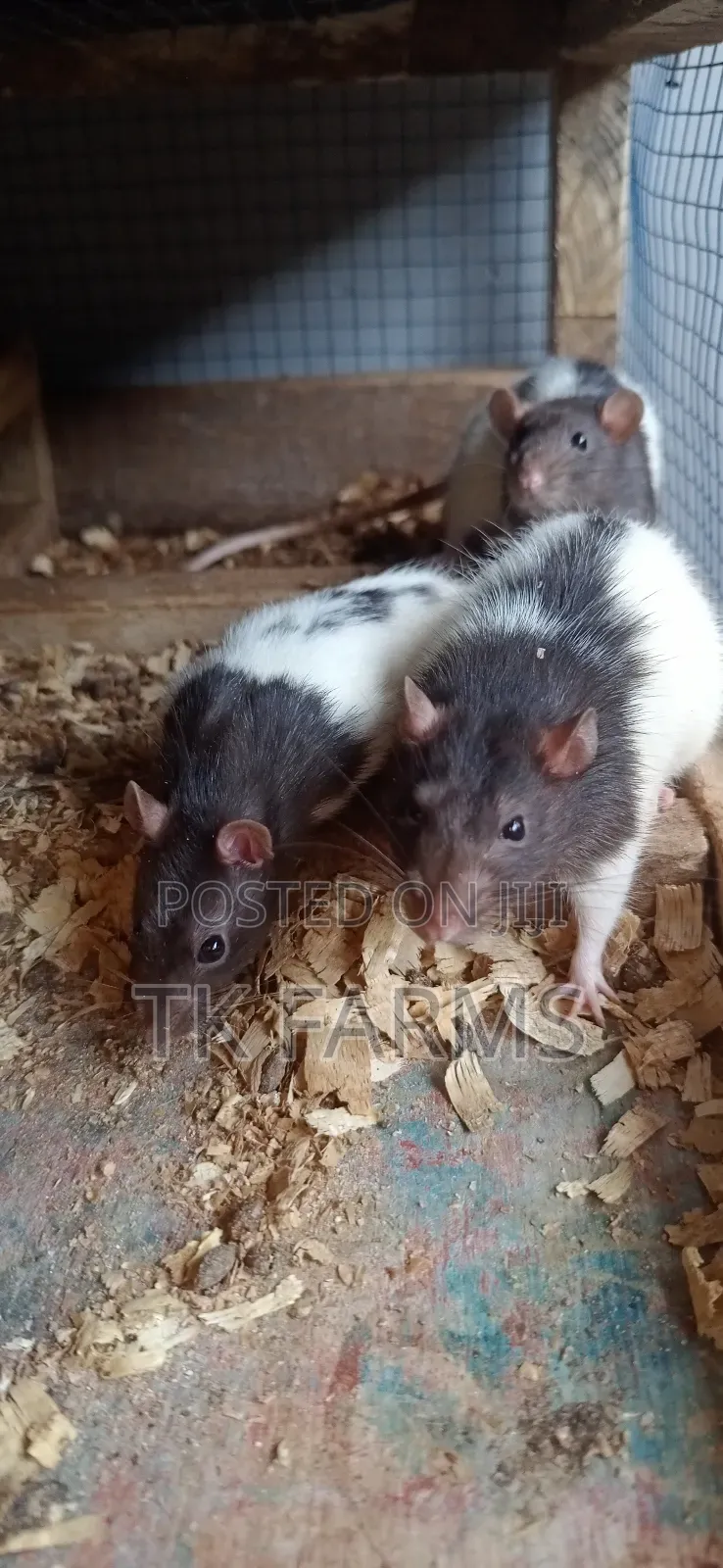 Lab Mouse /Albino Mouse