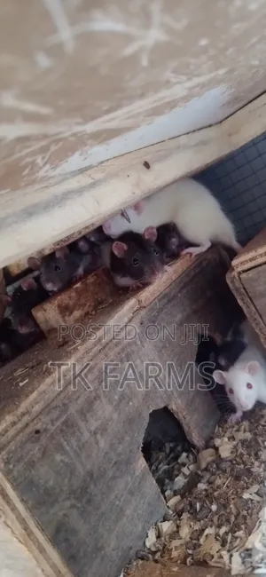 Pet Mouse or Fancy Rat