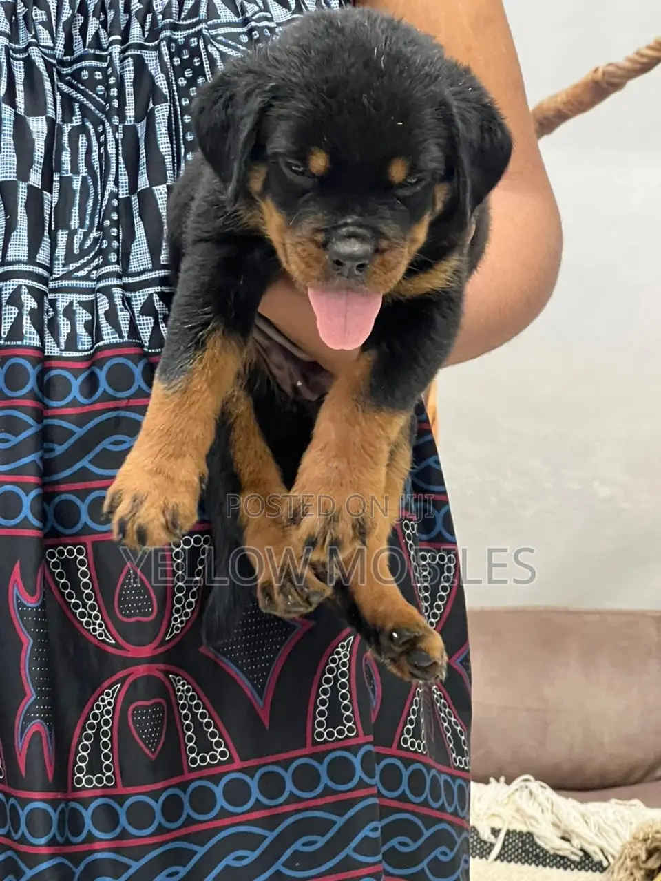 1-3 months Female Purebred Rottweiler