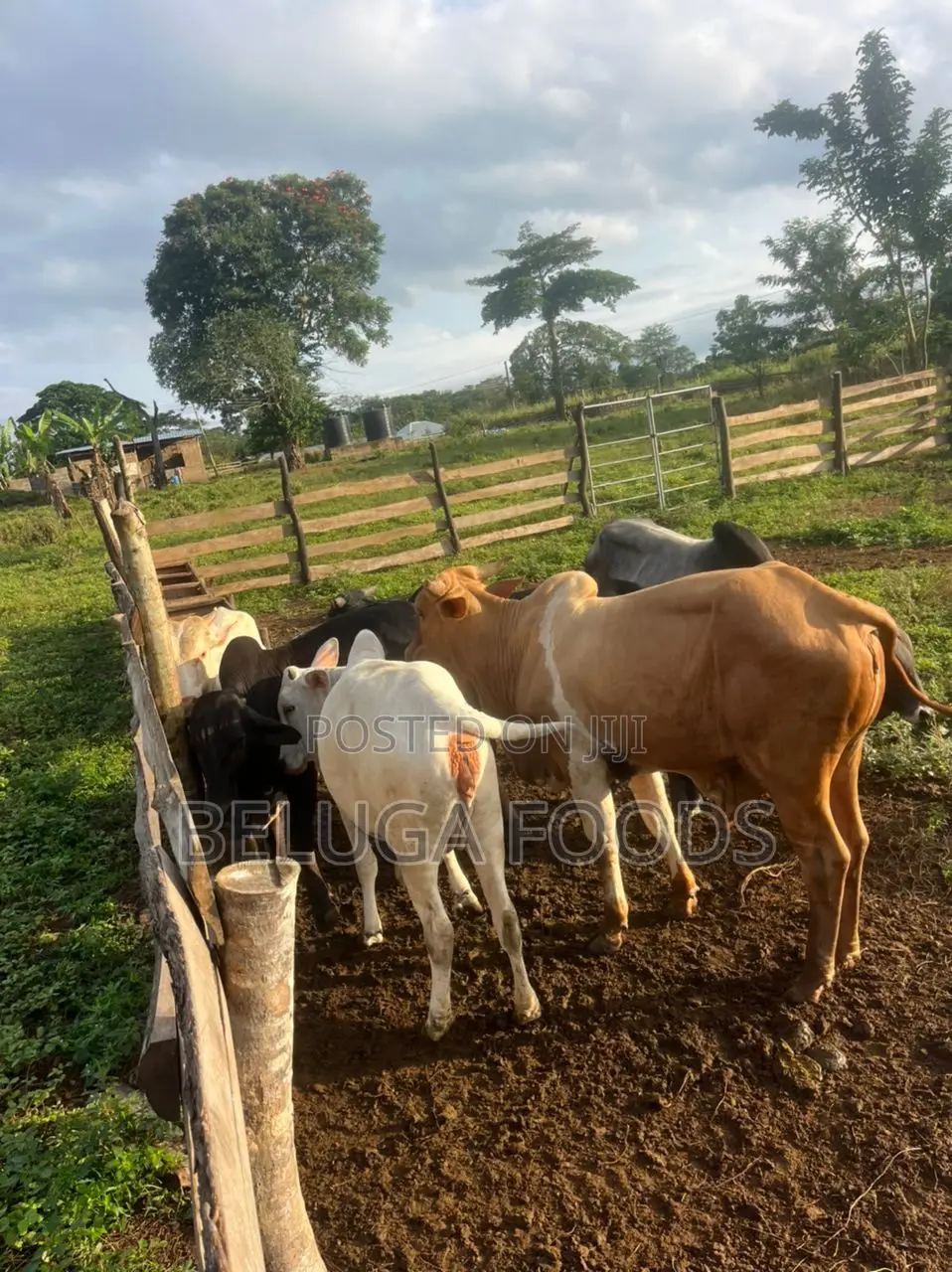 Most Quality Affordable Cow Meat / Beef on the Market. *Promo*