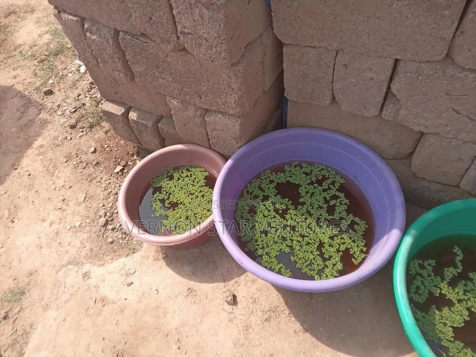 Fresh Azolla