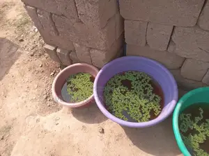Fresh Azolla