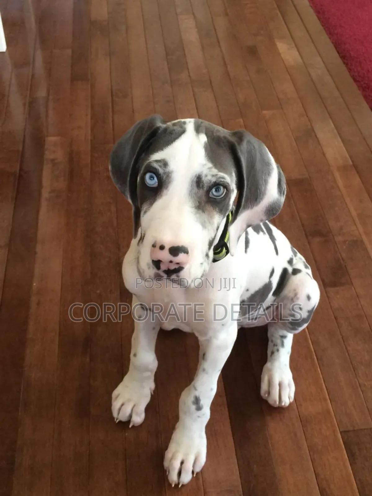 1-3 months Male Purebred Great Dane