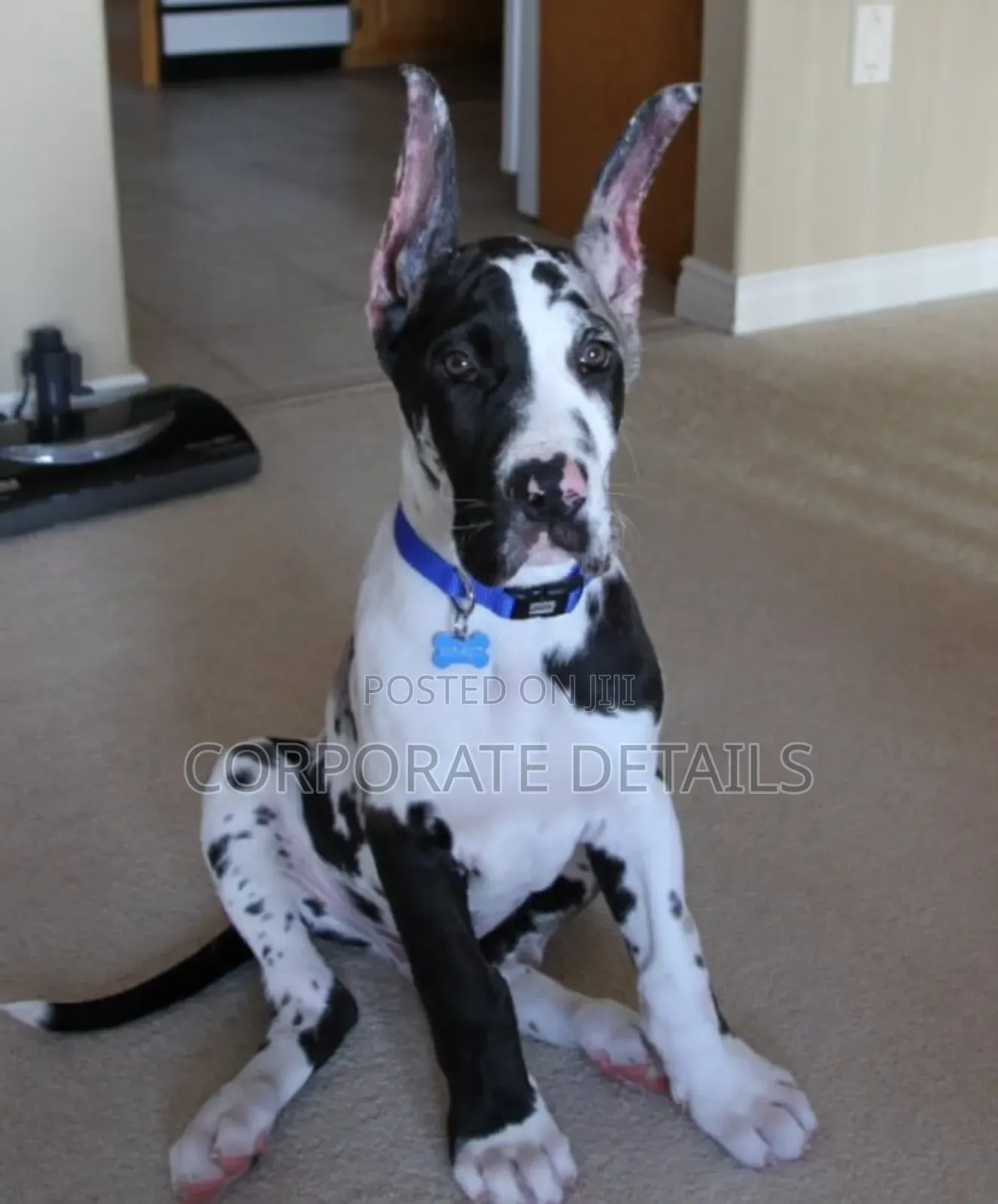 1-3 months Male Purebred Great Dane
