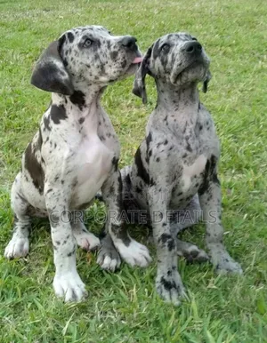 1-3 months Male Purebred Great Dane