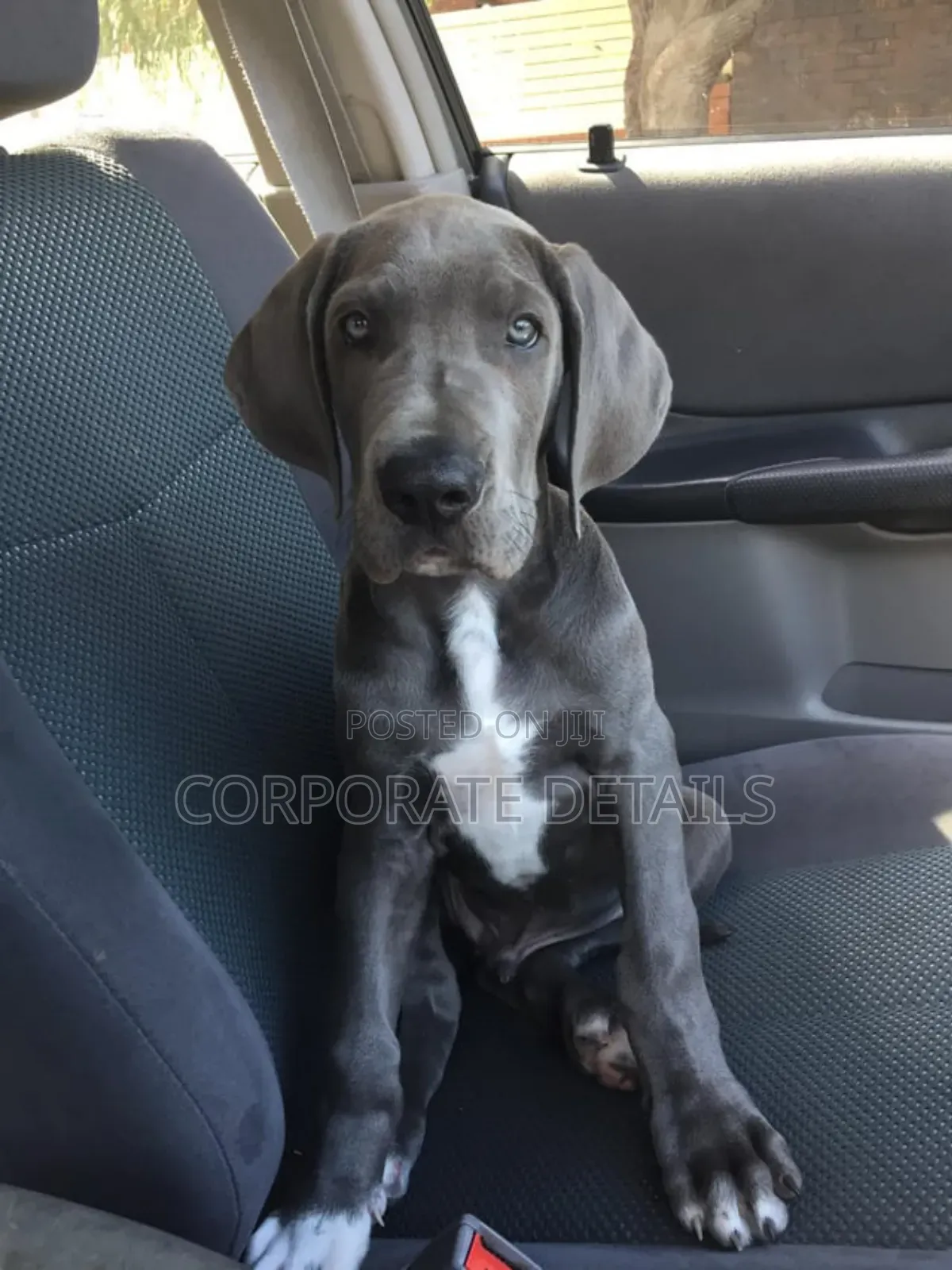 1-3 months Male Purebred Great Dane