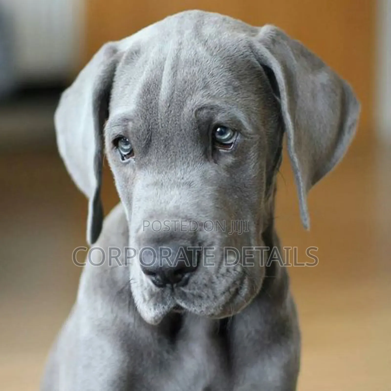 1-3 months Male Purebred Great Dane
