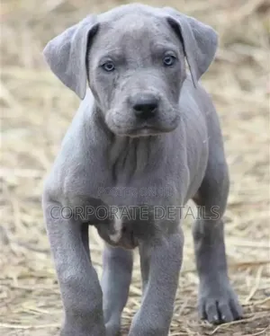 1-3 months Male Purebred Great Dane