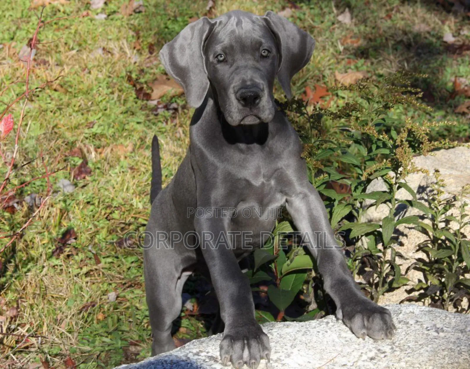 1-3 months Male Purebred Great Dane