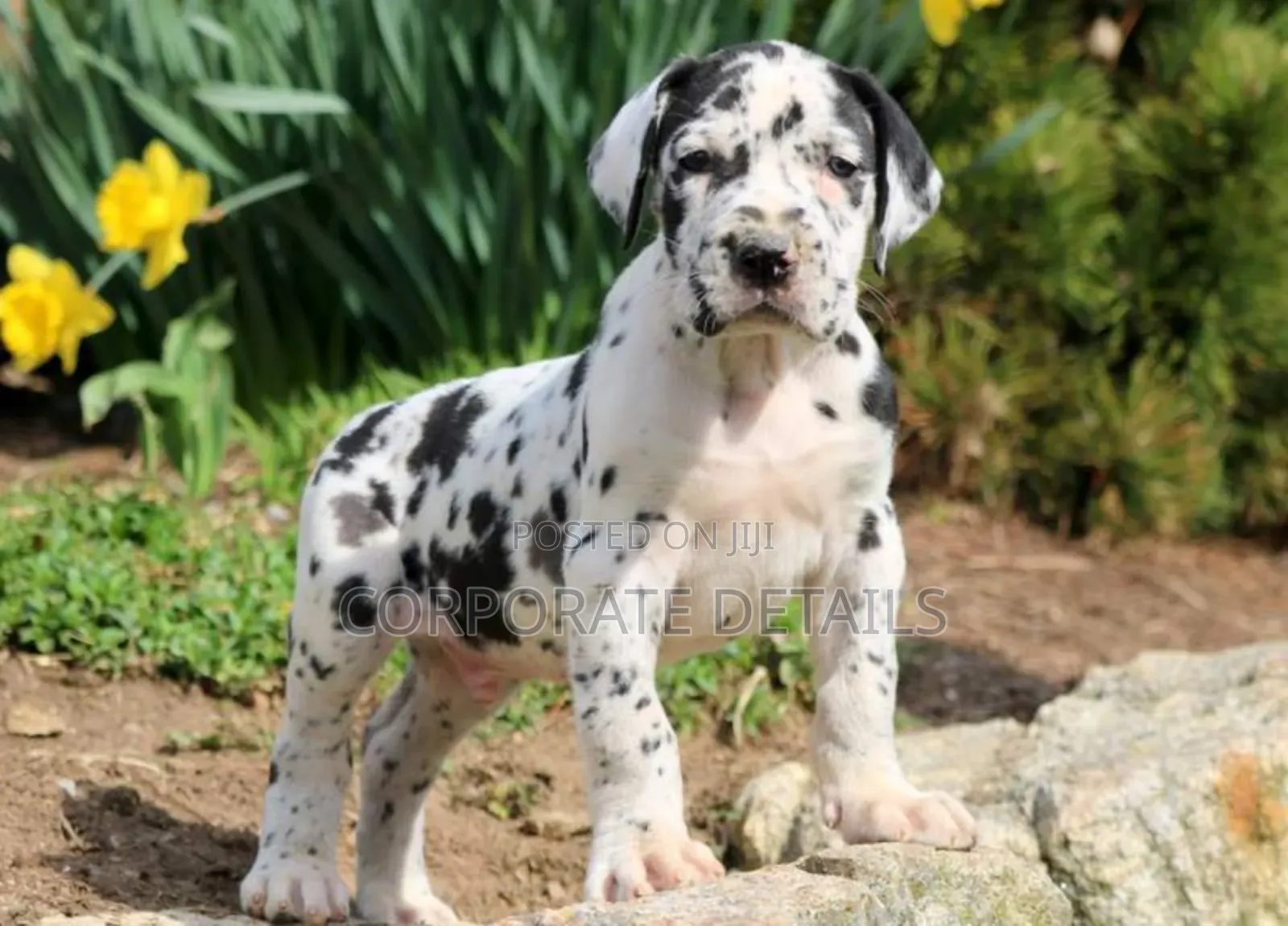 1-3 months Male Purebred Great Dane