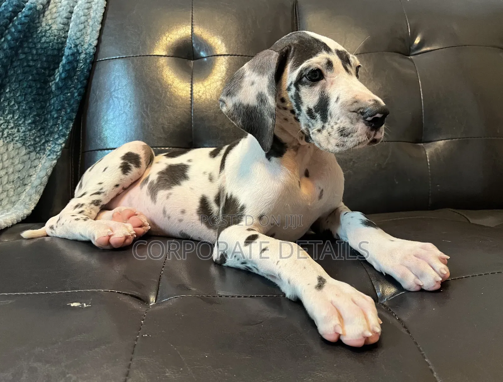 1-3 months Male Purebred Great Dane