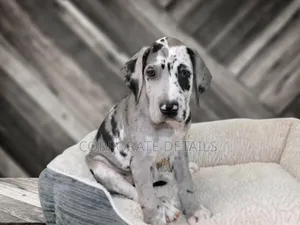 1-3 months Male Purebred Great Dane