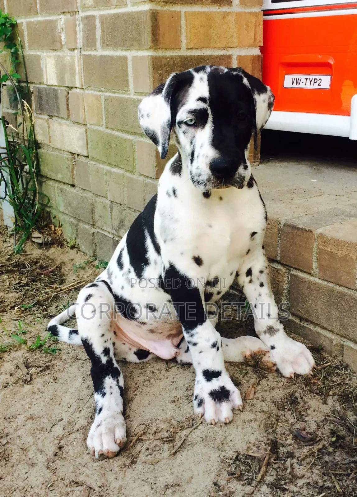 1-3 months Male Purebred Great Dane