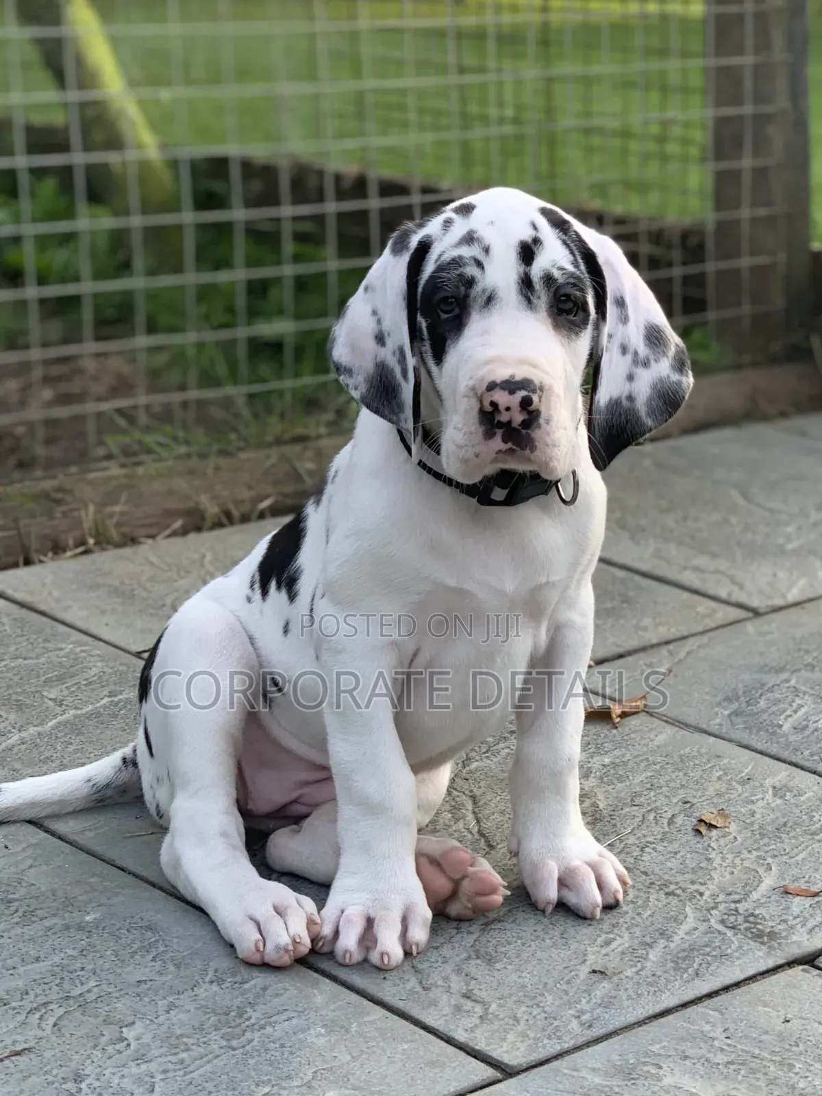 1-3 months Male Purebred Great Dane