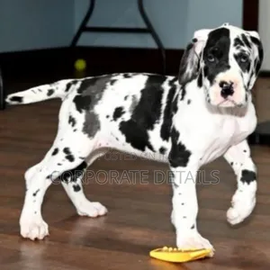 1-3 months Male Purebred Great Dane