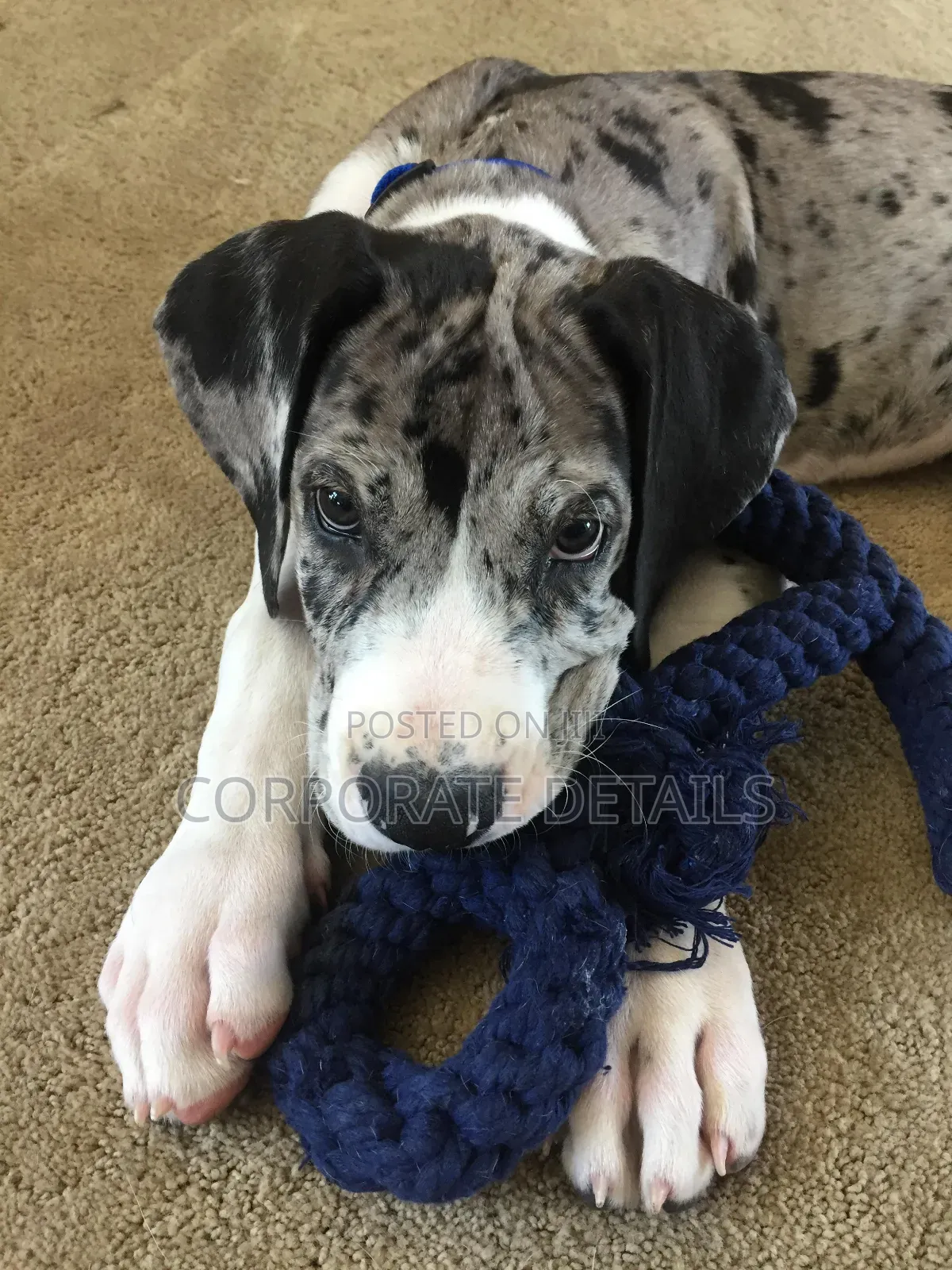 1-3 months Male Purebred Great Dane