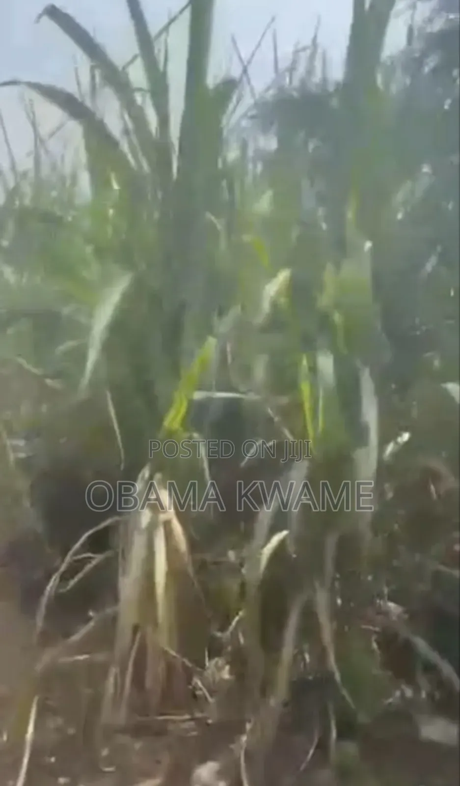 Title 6 Plots of Roadside Land for Sale at Adenta Housing Down