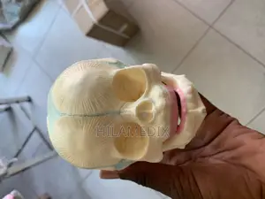 Human Skull