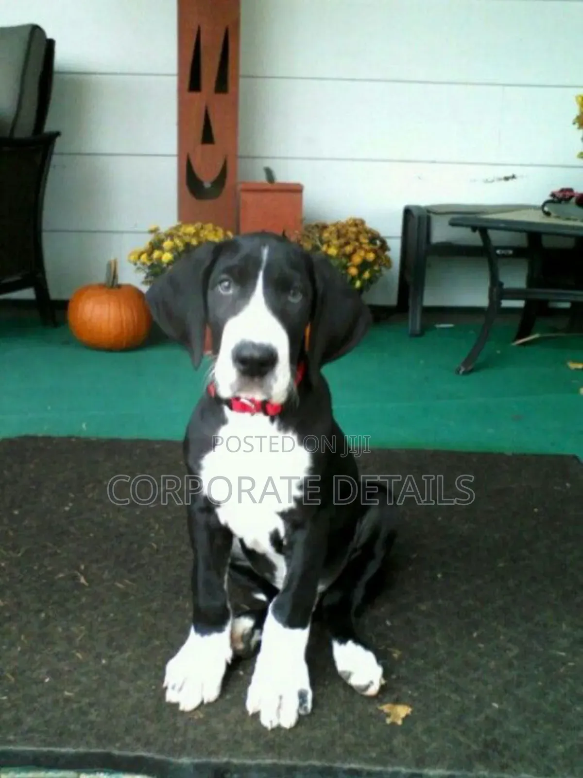 1-3 months Male Purebred Great Dane