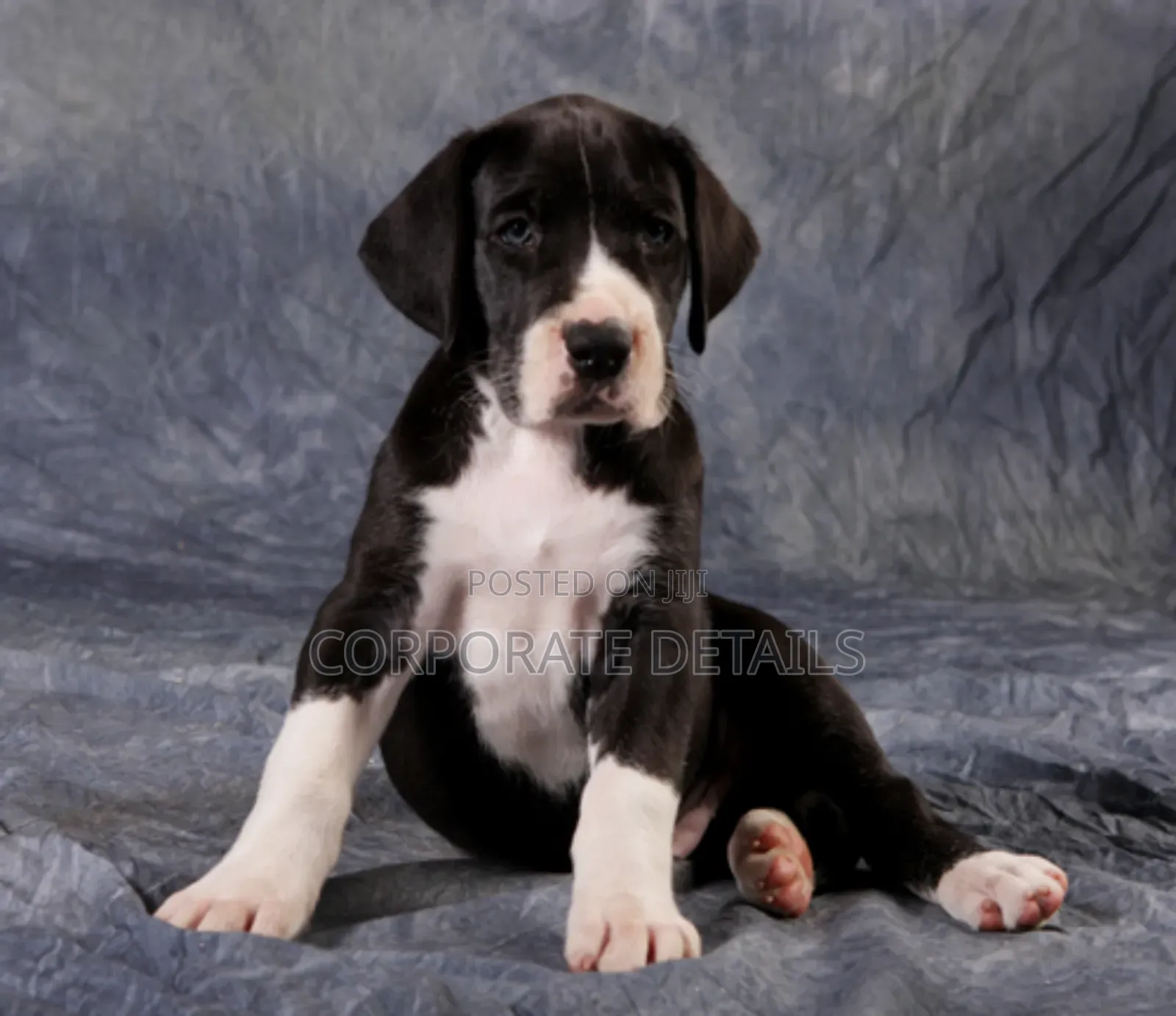1-3 months Male Purebred Great Dane