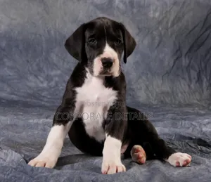1-3 months Male Purebred Great Dane