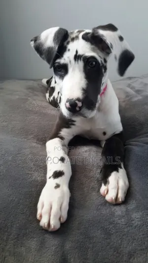 1-3 months Male Purebred Great Dane
