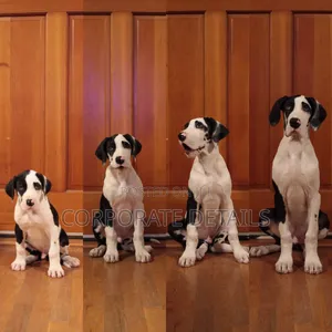 1-3 months Male Purebred Great Dane