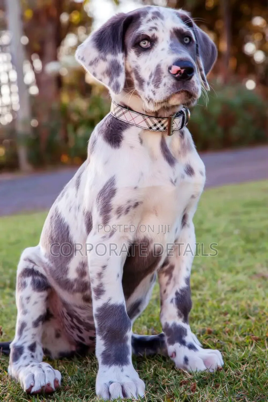1-3 months Male Purebred Great Dane