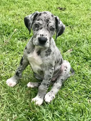 1-3 months Male Purebred Great Dane