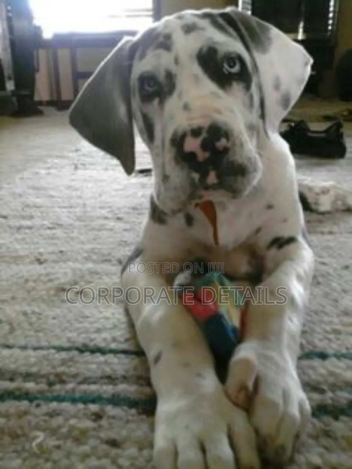 1-3 months Male Purebred Great Dane