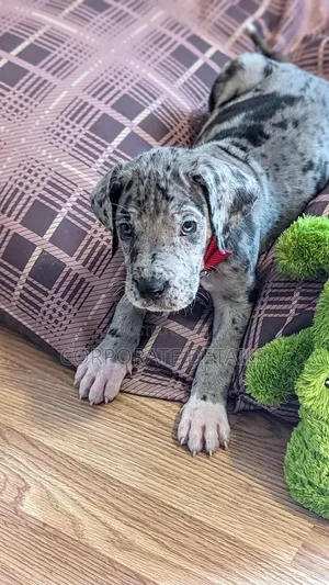 1-3 months Male Purebred Great Dane