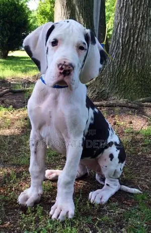 1-3 months Male Purebred Great Dane