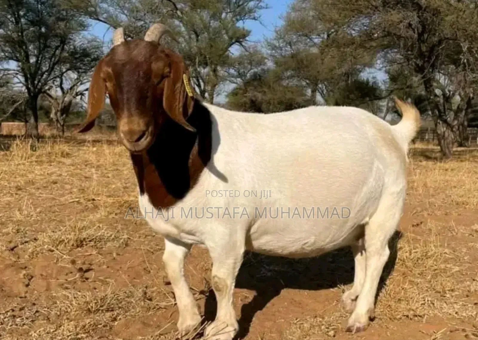 Nice Boear Goat Seller