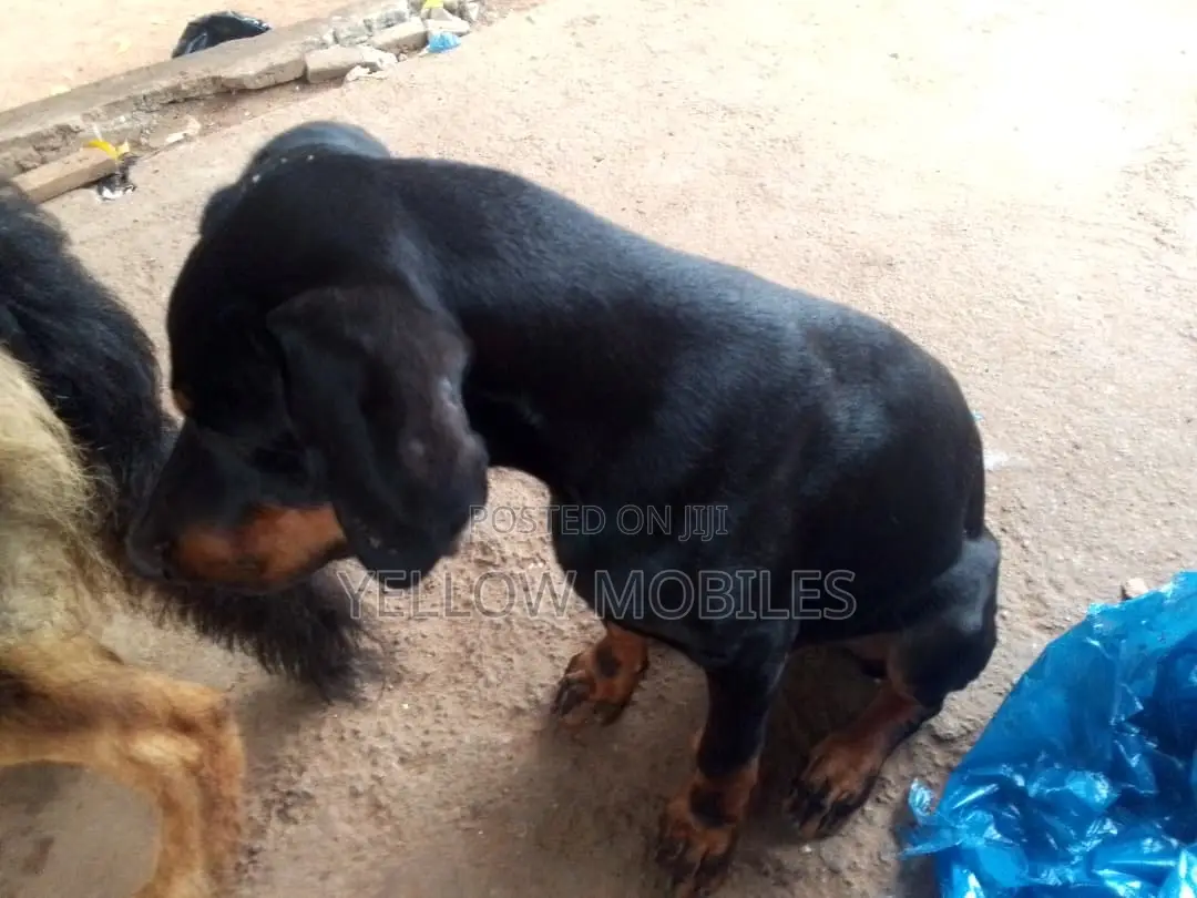 1-3 months Male Purebred Doberman Pinscher