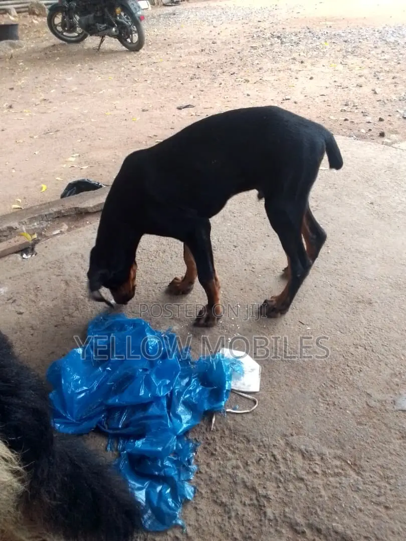 1-3 months Male Purebred Doberman Pinscher