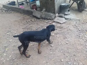 1-3 months Male Purebred Doberman Pinscher