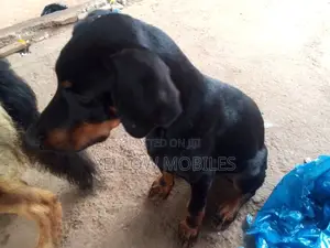 1-3 months Male Purebred Doberman Pinscher