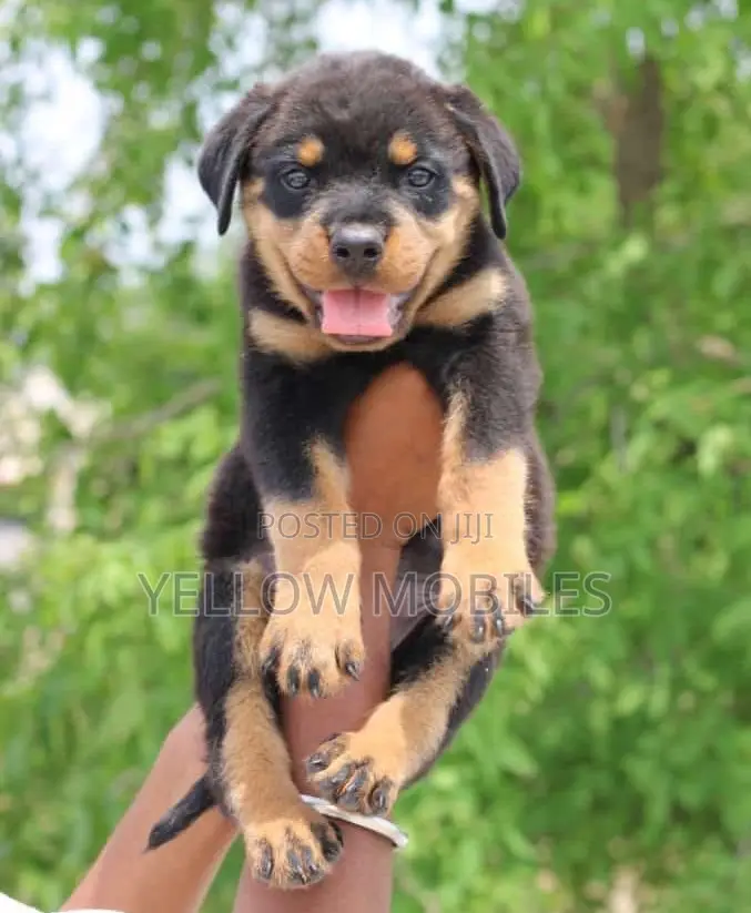 1-3 months Female Purebred Rottweiler