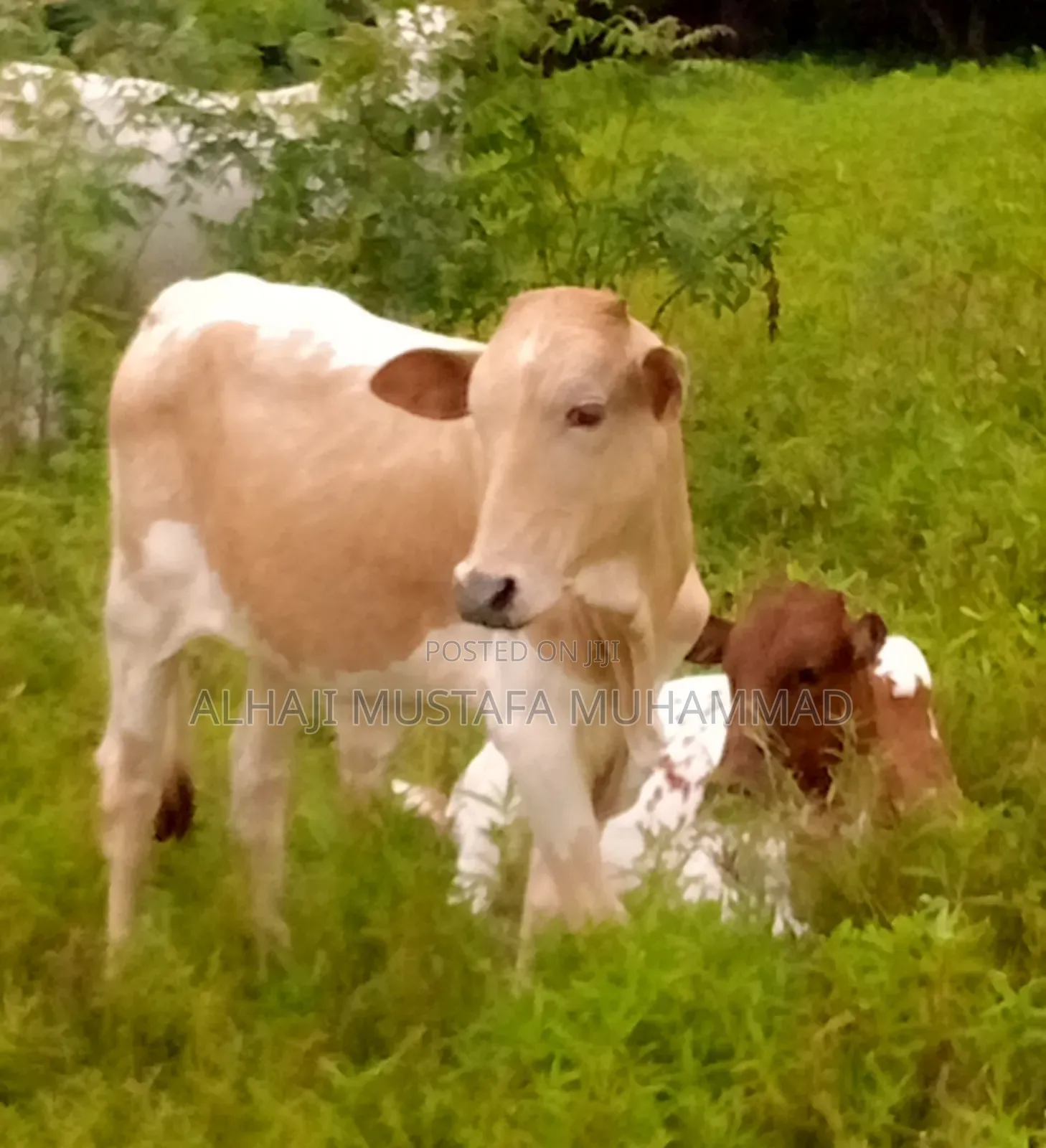 Nice Small Cow Seller