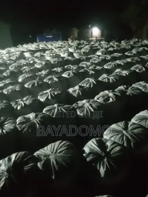 Yellow And White Maize